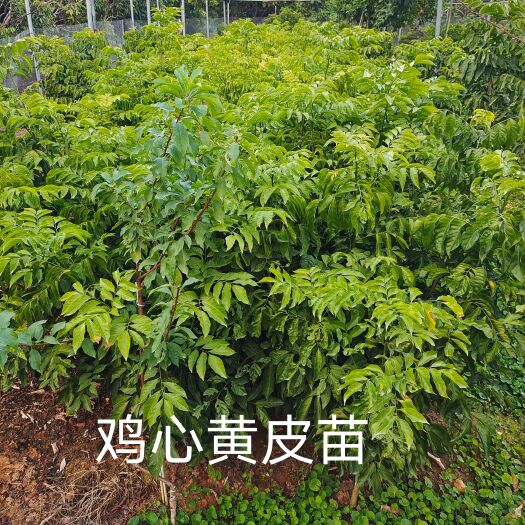 平南县鸡心黄皮苗 紫肉，蜜香，鸡心，黄皮苗，每年1至4月种植，2年