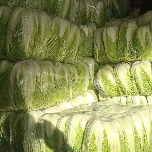东台市黄心大白菜 江苏省盐城市东台市 