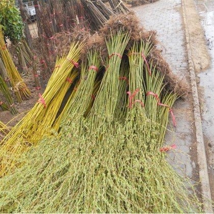  黄金柳金丝垂柳小苗柳树枝条垂杨柳树苗垂柳苗竹柳树苗行道苗木