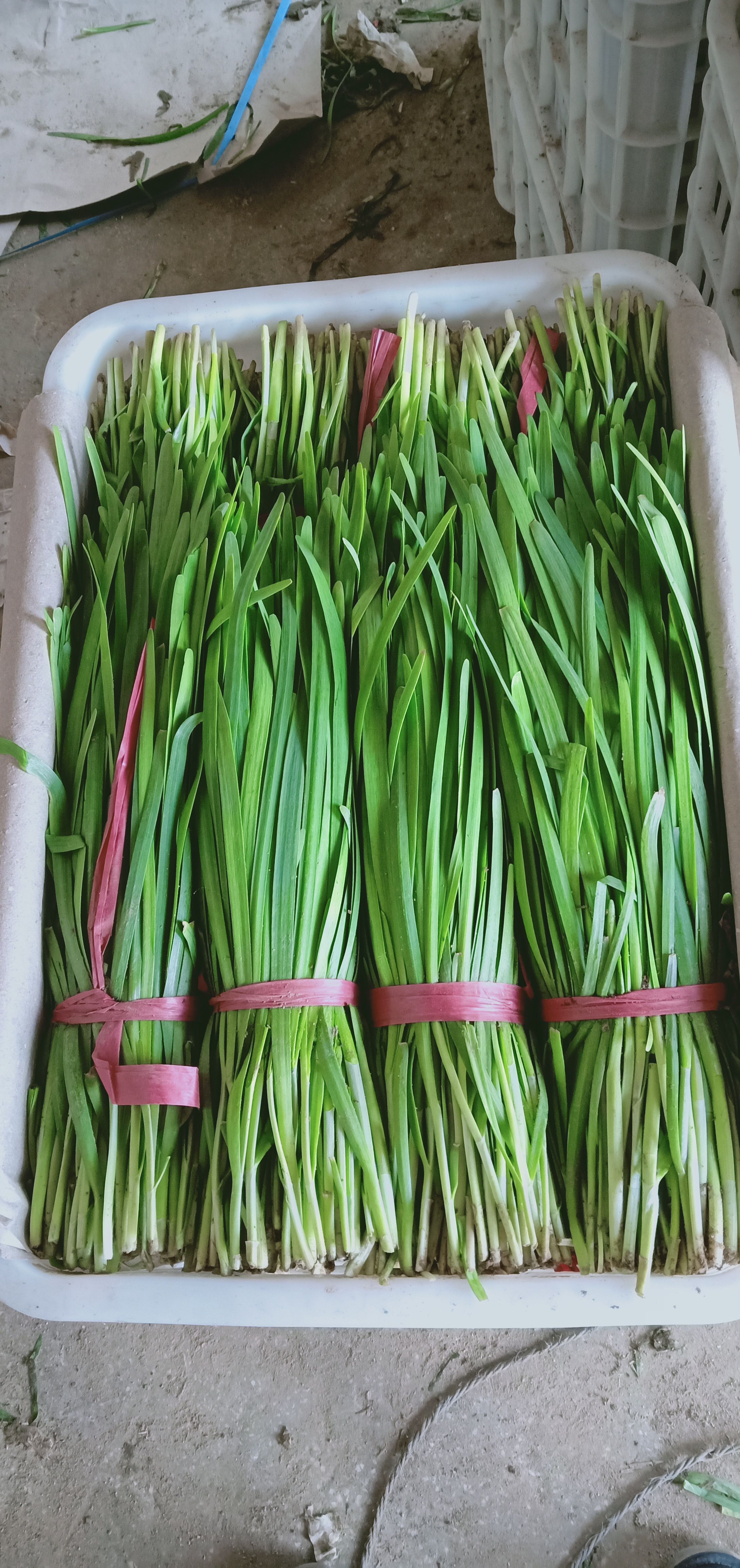 十大名贵韭菜品种(十大名贵韭菜品种排名)