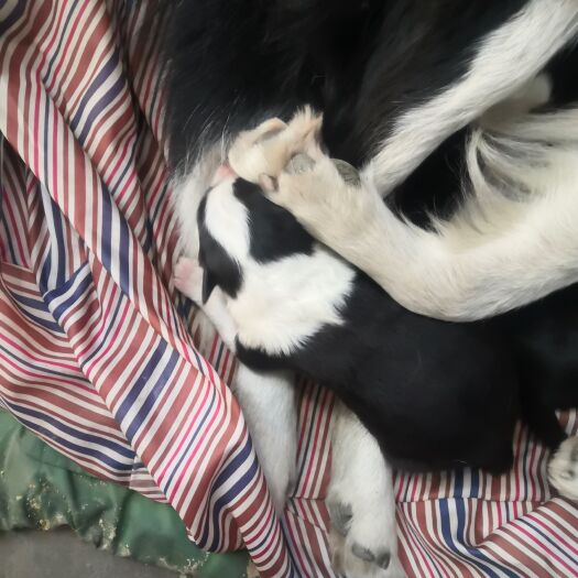 邢台 边境牧羊犬