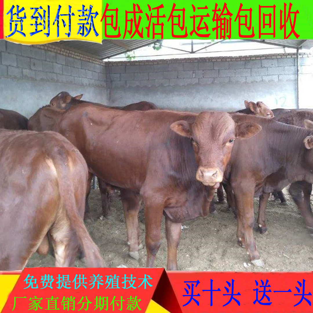 梁山县利木赞牛犊，法国吨牛，活牛出售小牛，肉牛犊牛仔活体出售