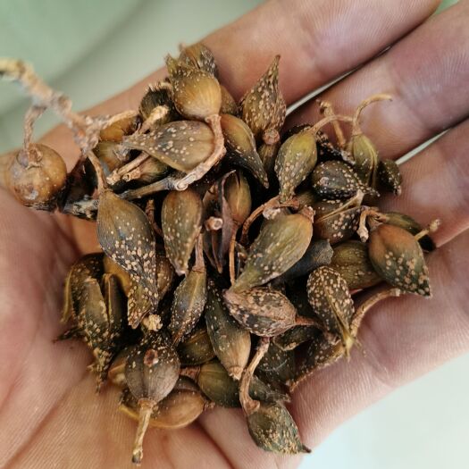 长治青翘 