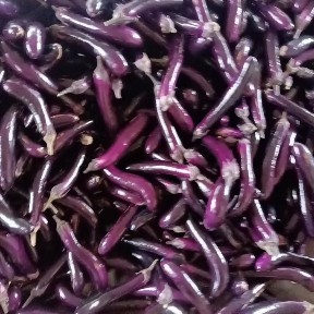 徐闻县中茄子