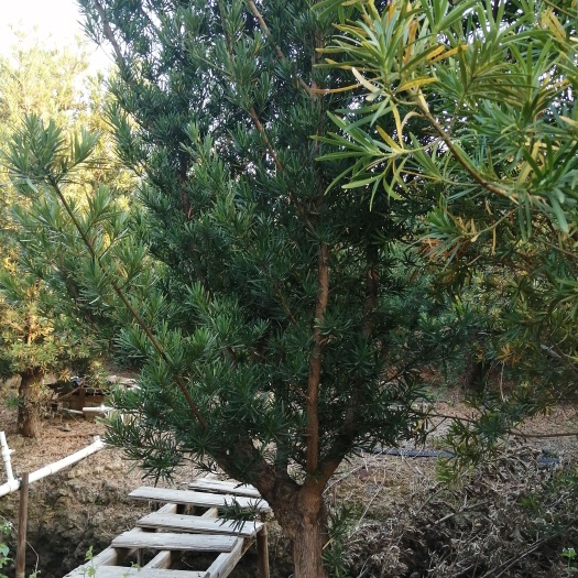 罗汉松弯树10～20，直杆7至23公分出售广西北海市
