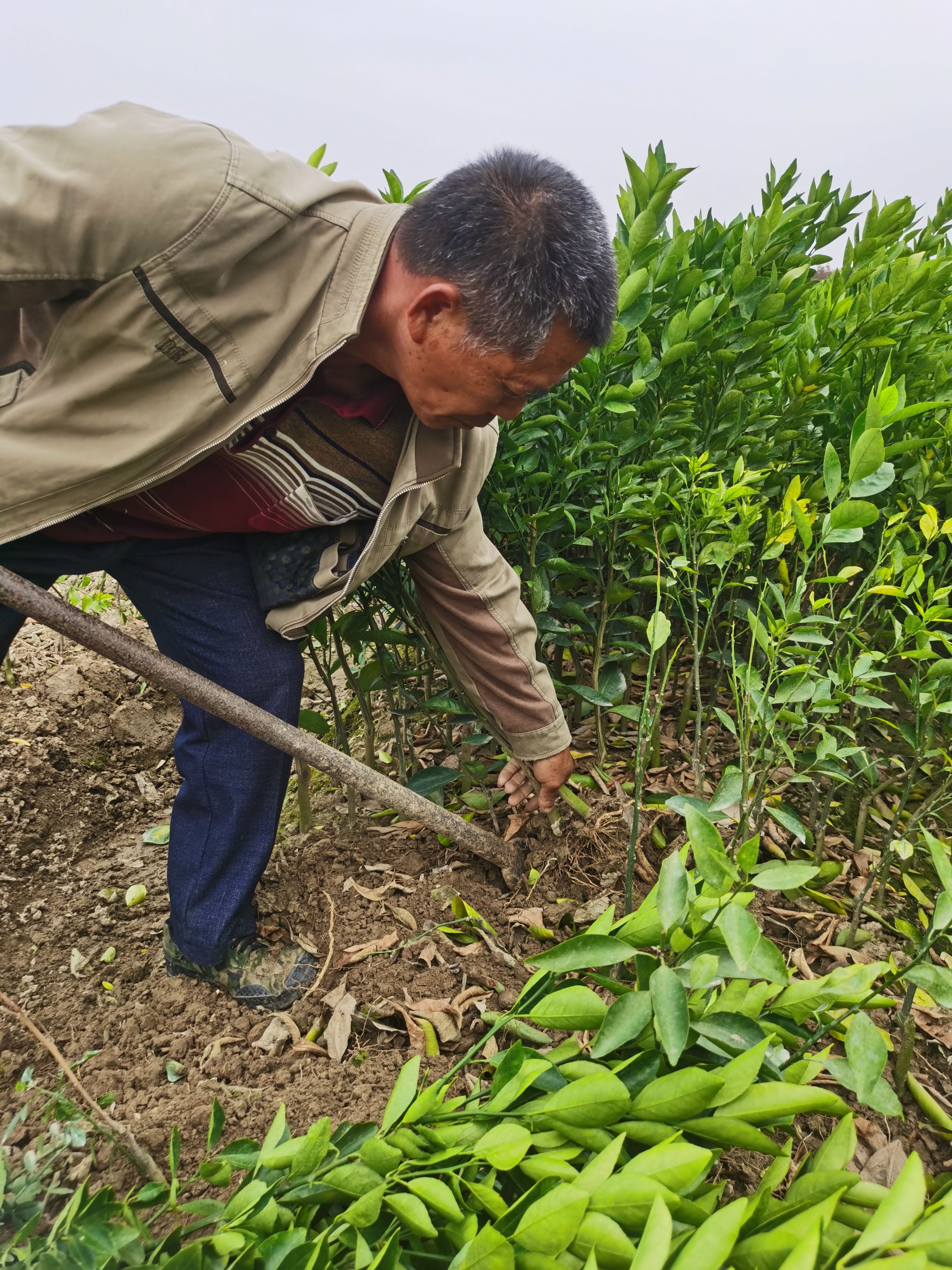 皇帝柑苗 皇帝柑嫁接苗，苗子漂亮