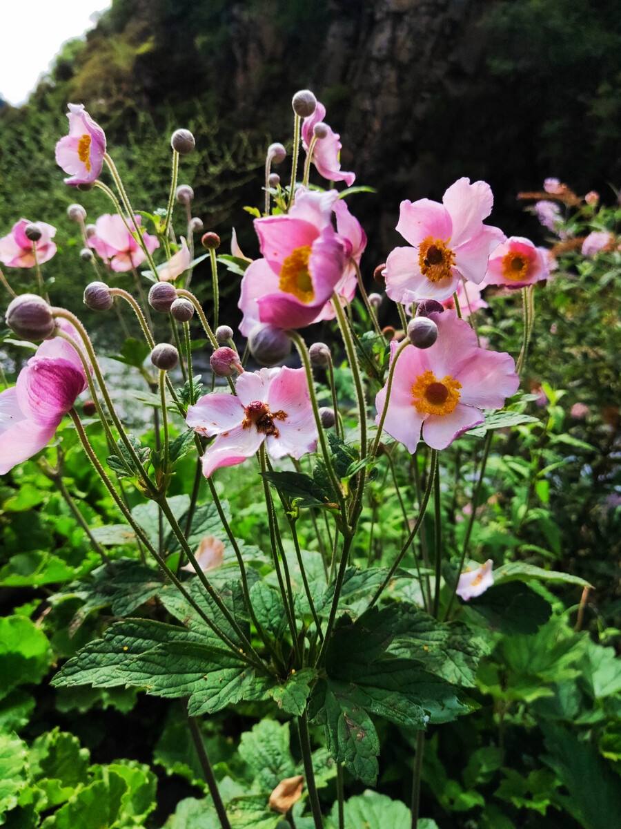 满天星盆景  棉花（银莲花）