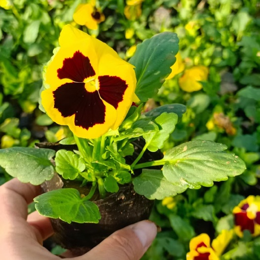 青州市三色堇角瑾冬季草花基地供应