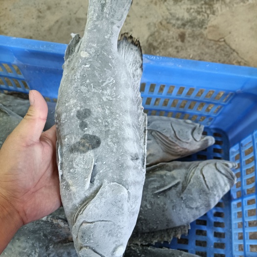 琼海市珍珠龙胆石斑鱼 石斑鱼 活体极冻珍珠斑 石斑鱼批发厂家