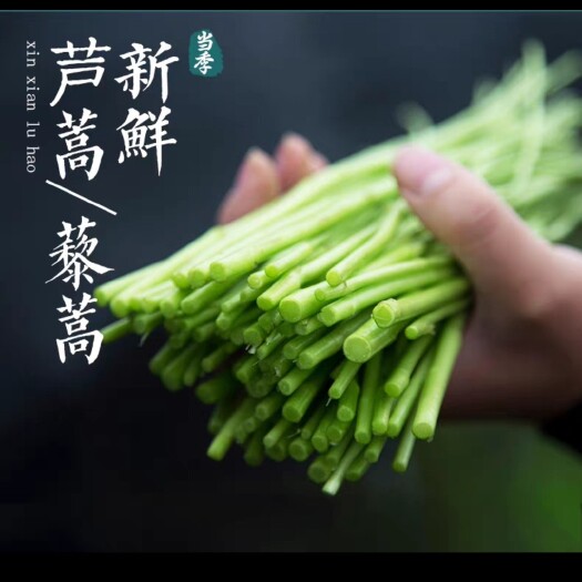 宿迁【现摘现发】新鲜芦蒿蔬菜泥蒿去叶去根藜蒿坏烂包赔当天黎蒿