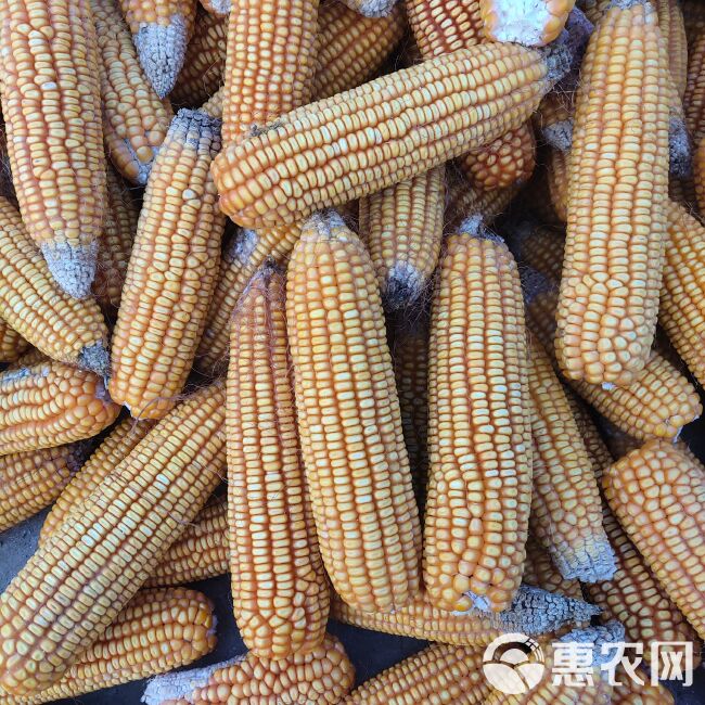 玉单2号玉米种子  厂家直销 玉米种