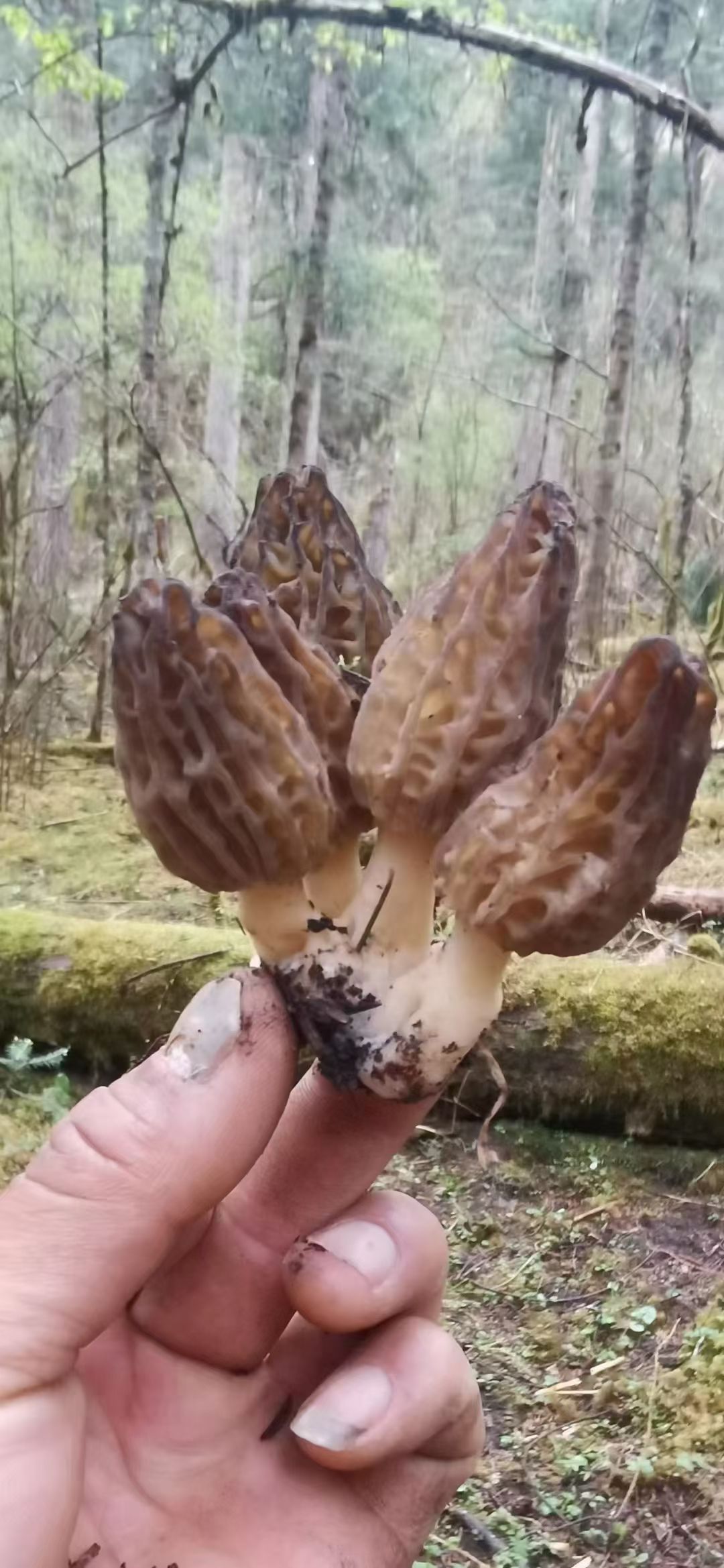 高原野生羊肚菌 干货