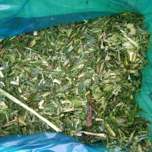 来宾青贮饲料 大量甘蔗尾青储出售，价格优惠