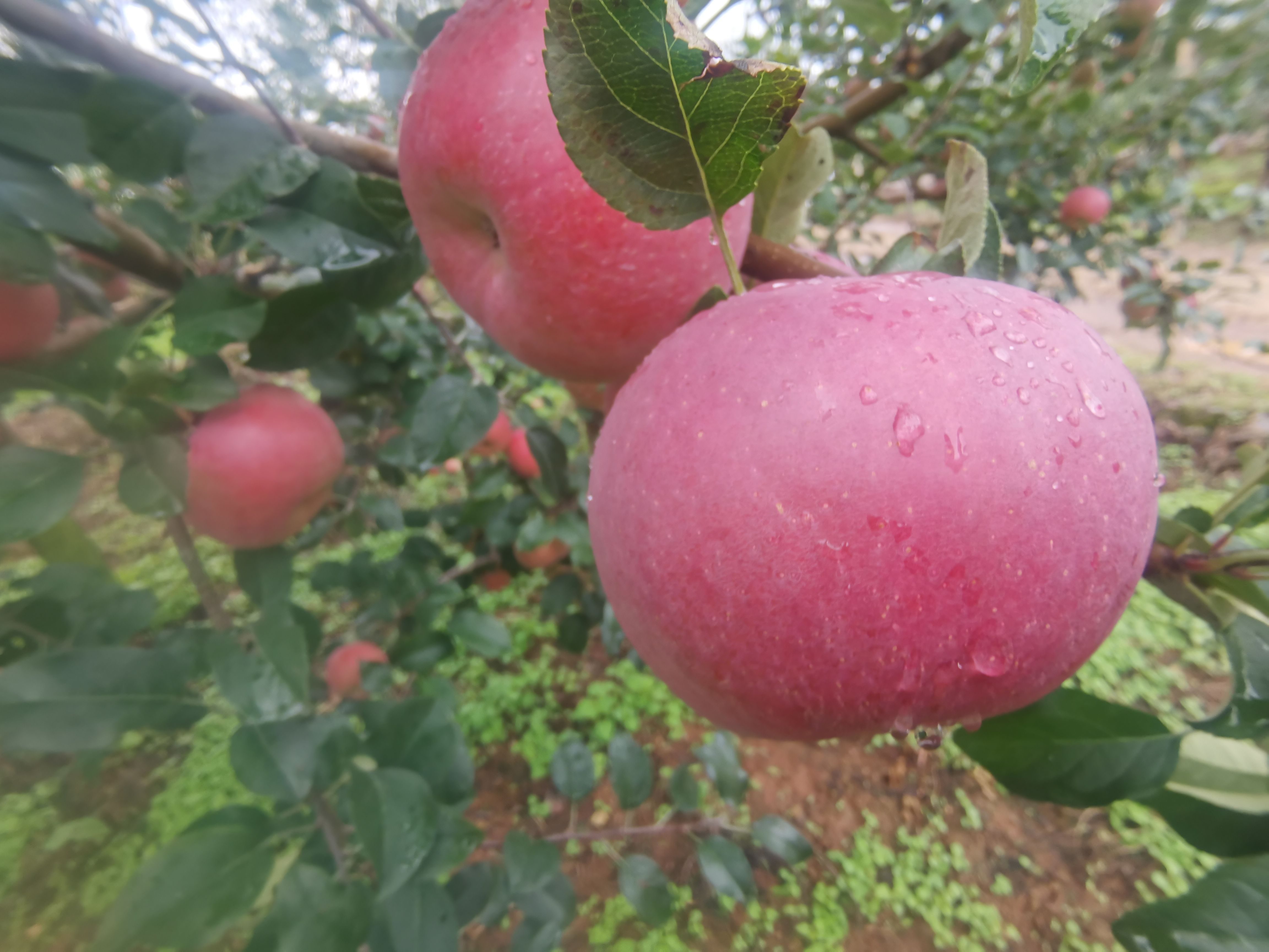 盐源红将军苹果便宜处理粉面沙甜喜欢的老板欢迎洽谈合作