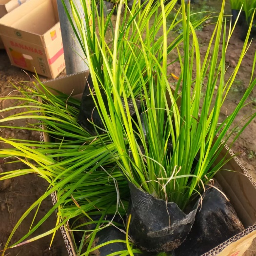 青州市金叶菖蒲 金叶石菖蒲基地供应