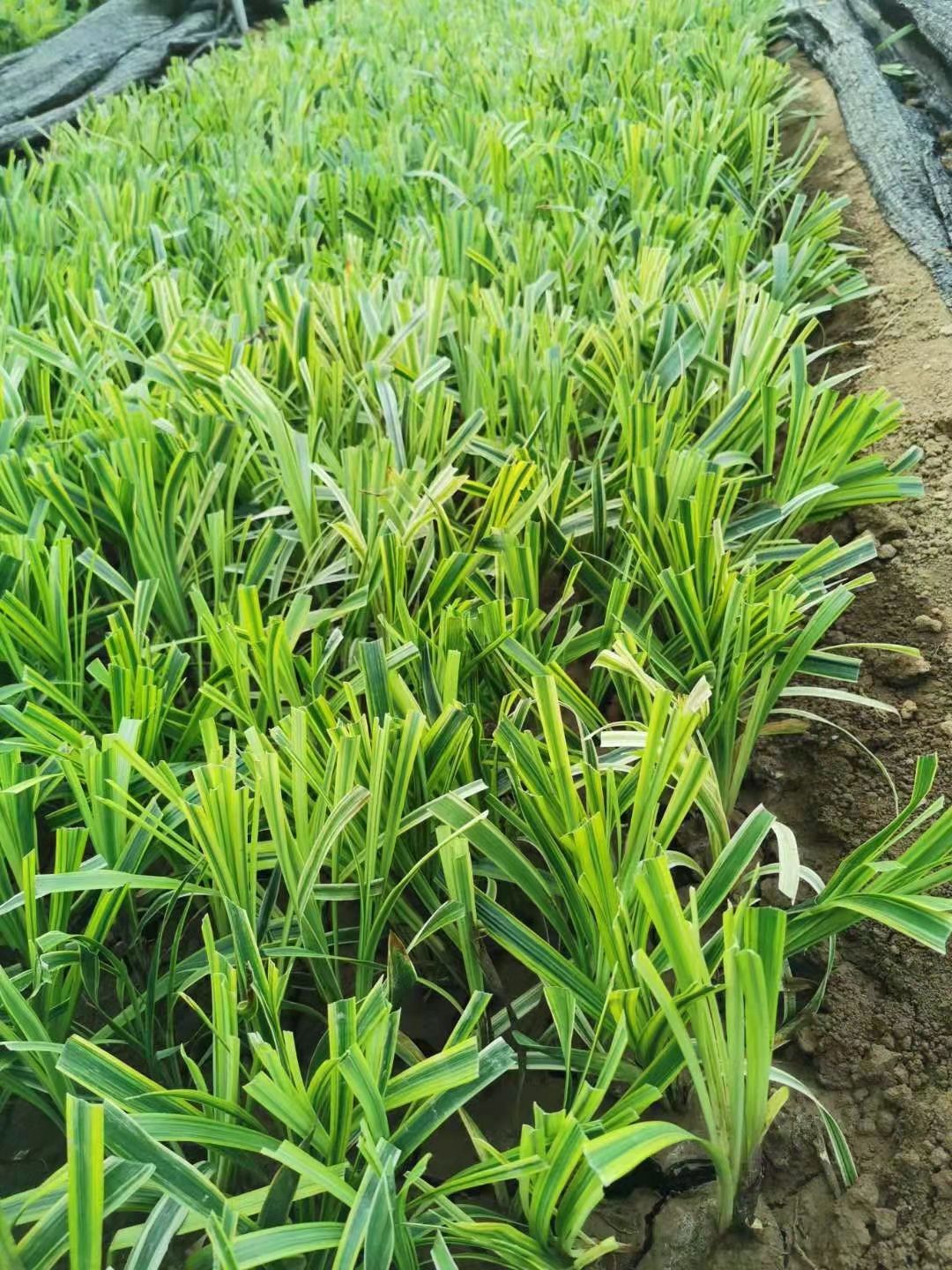 麦冬草 金边麦冬 金边阔叶麦冬种植销售