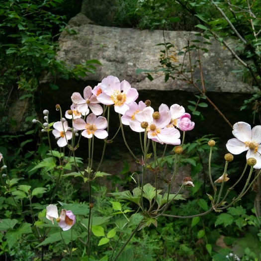 巴东县满天星盆景  棉花（银莲花）