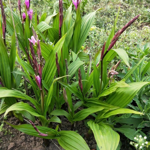 内江白及 紫花白芨