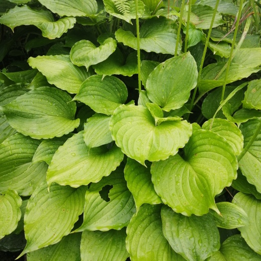 巴东县 玉簪花