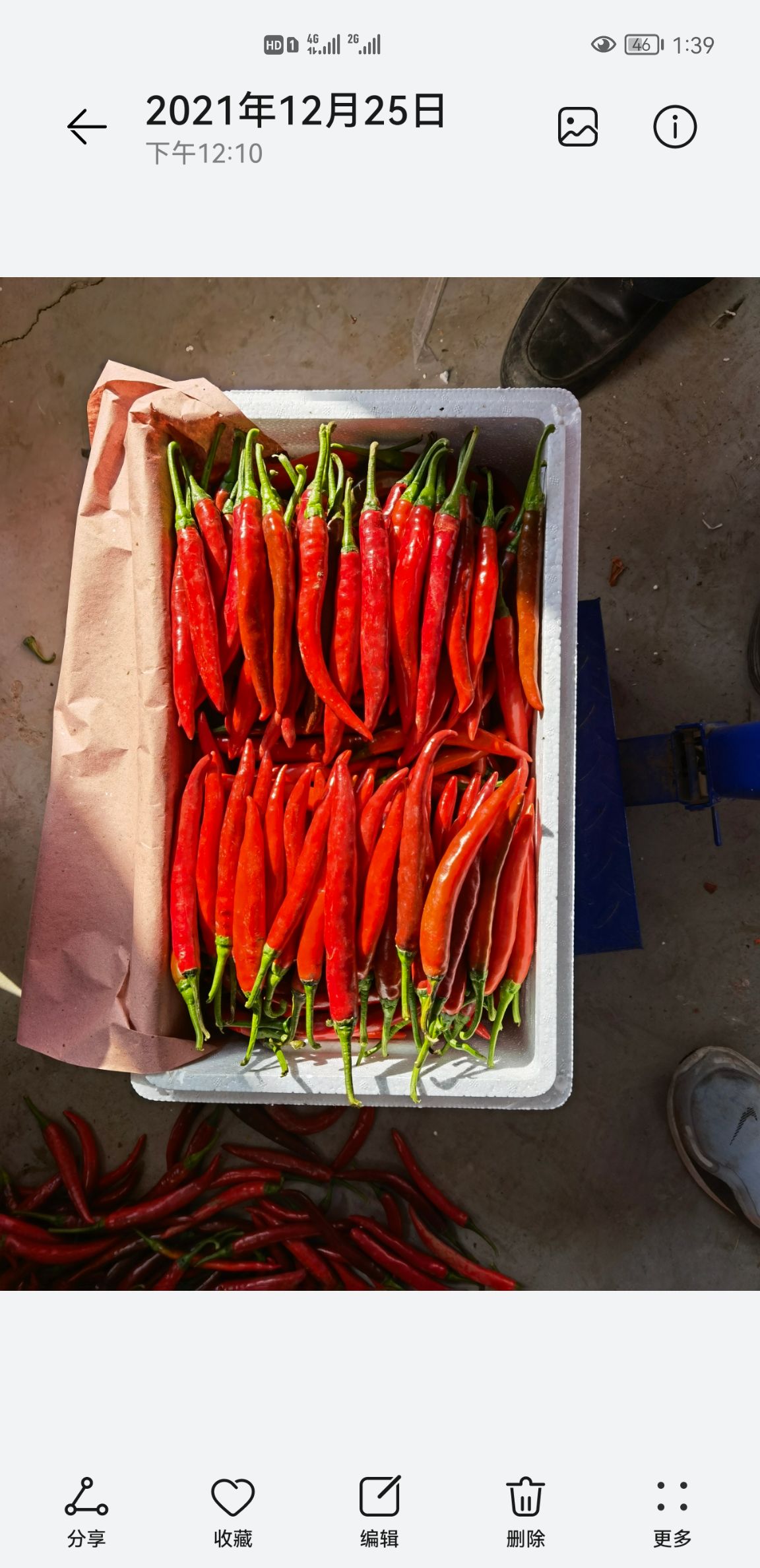青州市东夏镇杨立伍村千亩美人椒