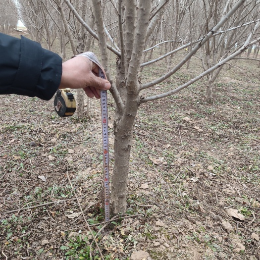 通许县花石榴苗 花石榴树苗5-8公分