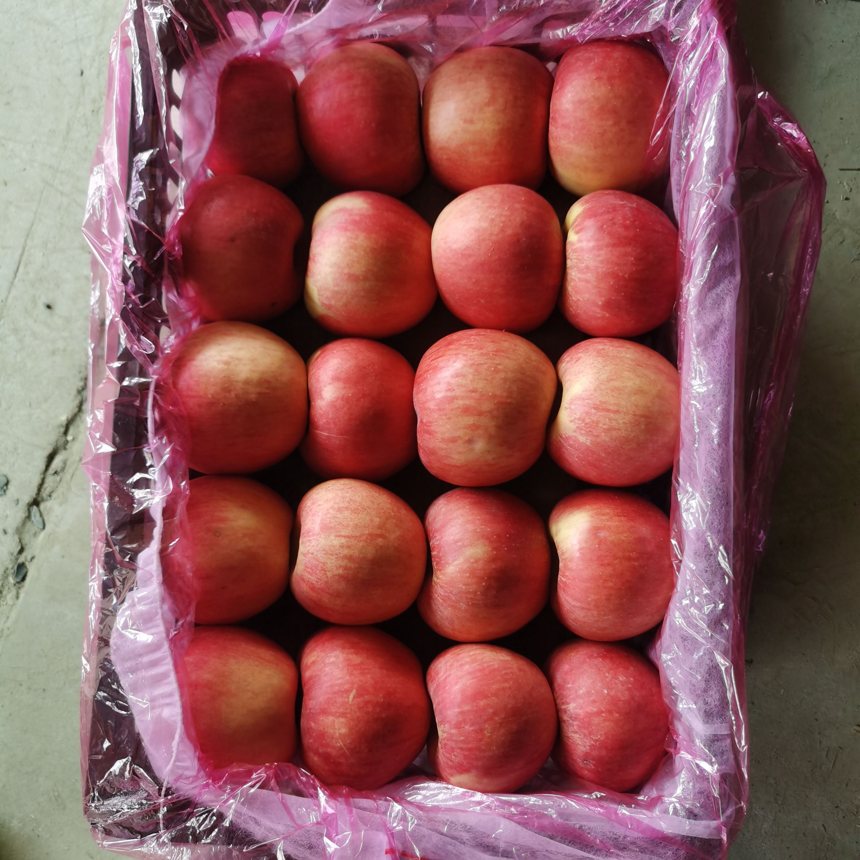 辽宁绥中寒富苹果大量出售，个头大颜色好，价钱便宜