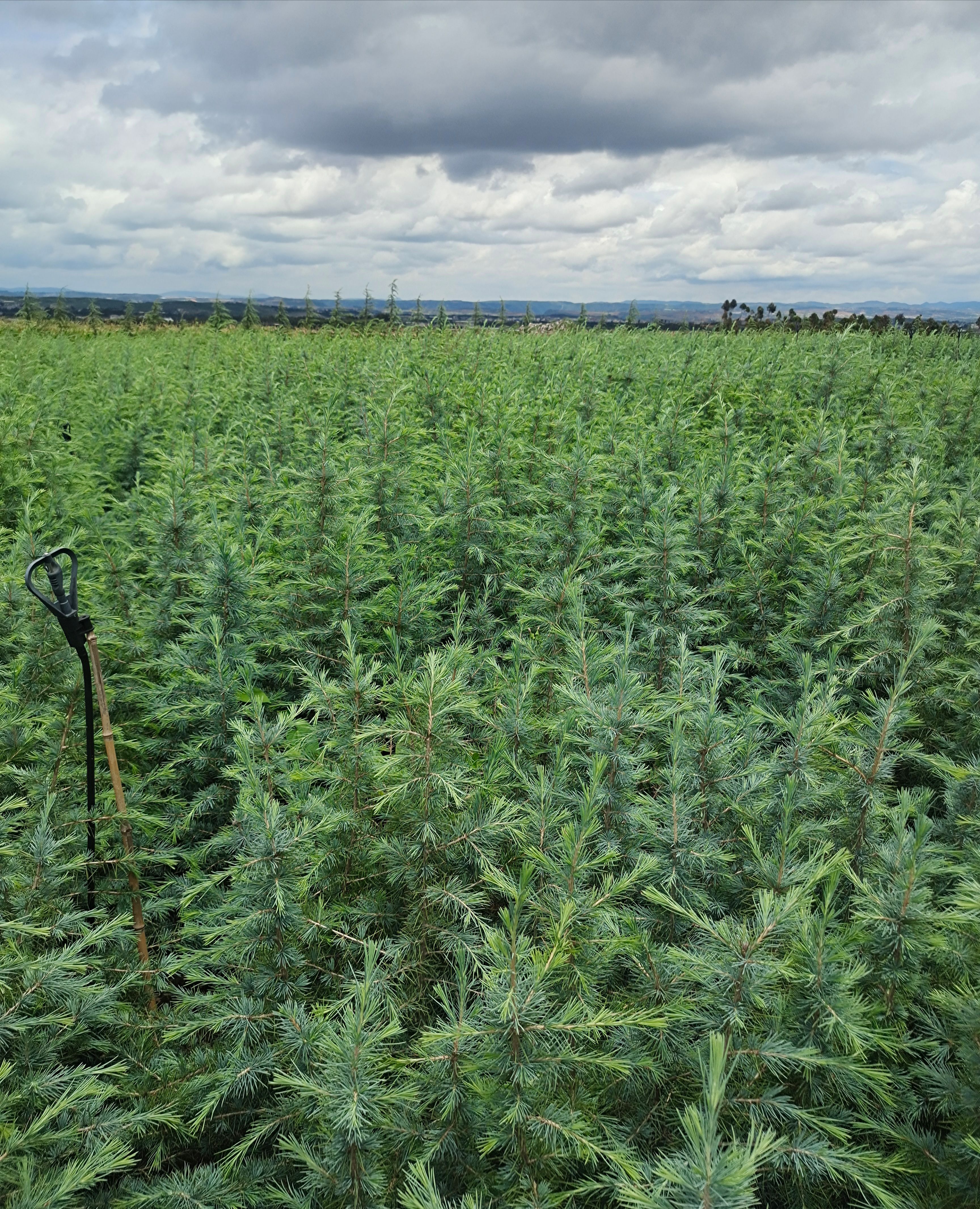 雪松树苗，袋苗地苗，大小规格都有，一首货源，量大
