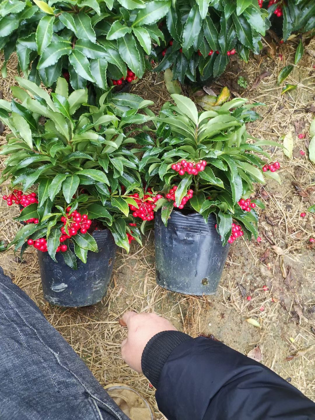 富贵籽盆栽 黄金万两，富贵籽，矮霸