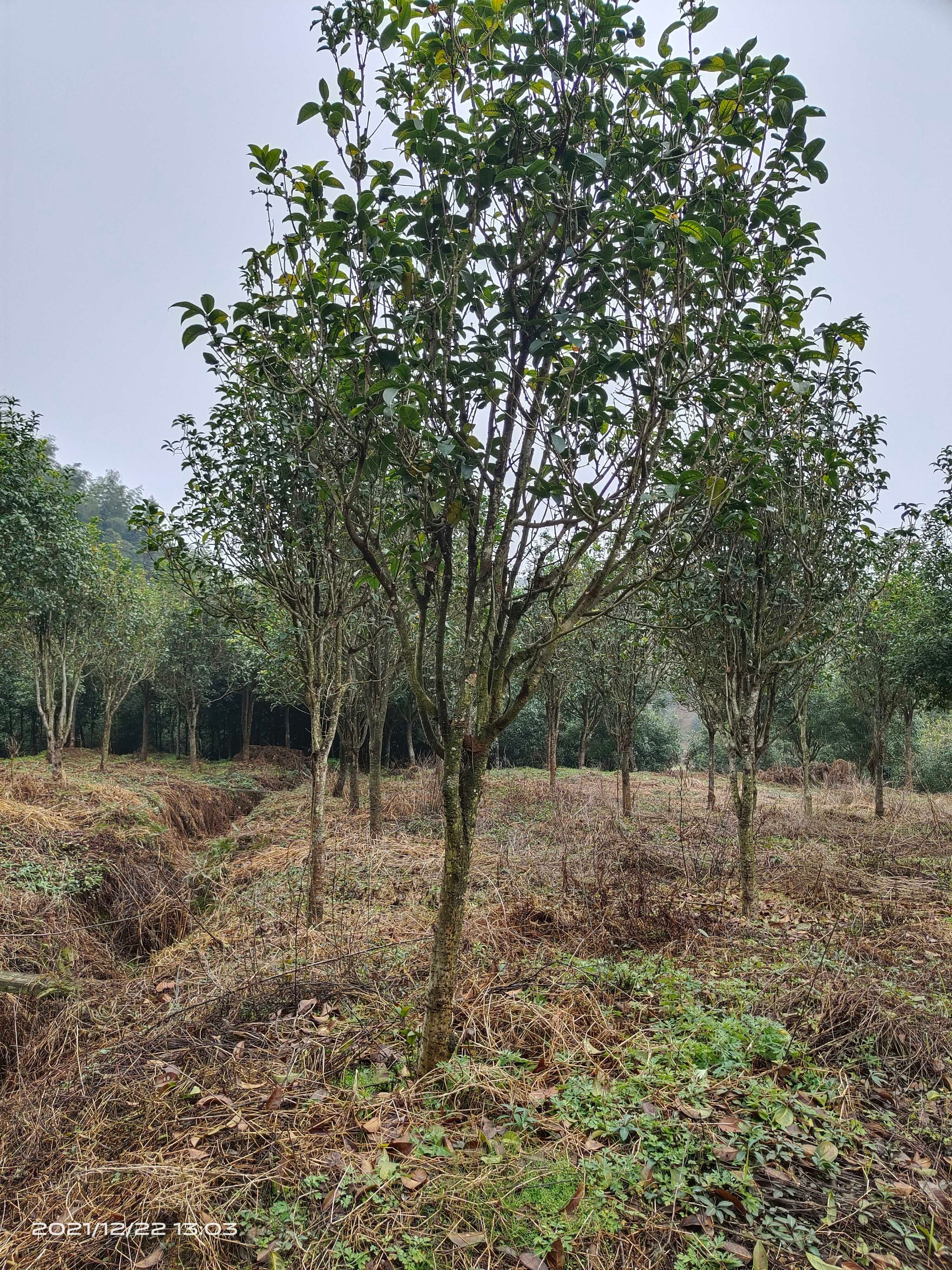 天香台阁桂花树四季桂开花浓香型，花量大花期长