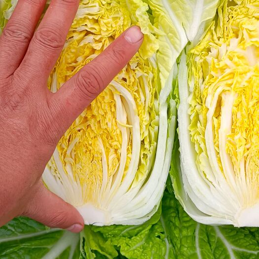 泸西县 精品大白菜