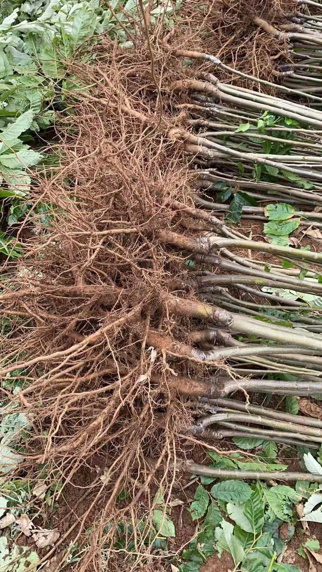 板栗树苗，品种大红袍