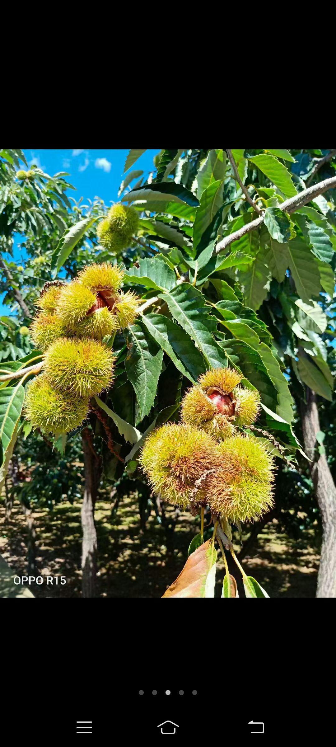 板栗壳 中药材带刺板栗球栗刺壳风栗壳板栗刺栗子刺壳栗刺球淋巴