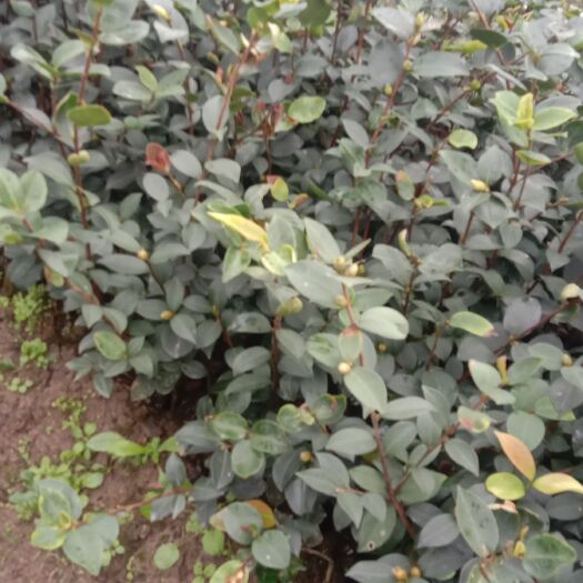 分宜县油茶树苗 嫁接长林糸油茶苗
