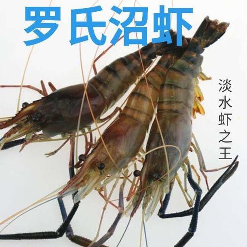 广州罗氏沼虾苗泰国沼虾苗
