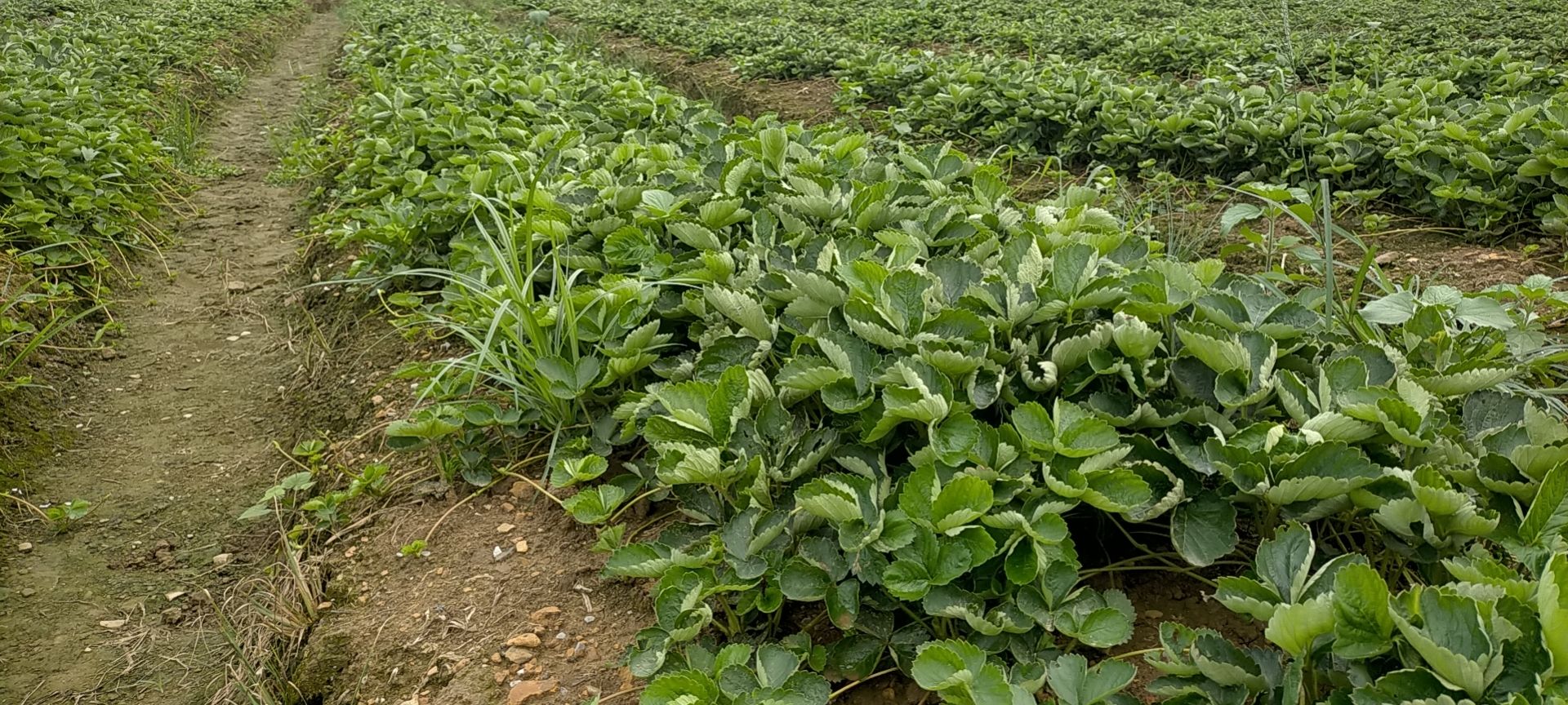 优质宁玉草莓苗，苗壮，根系好。