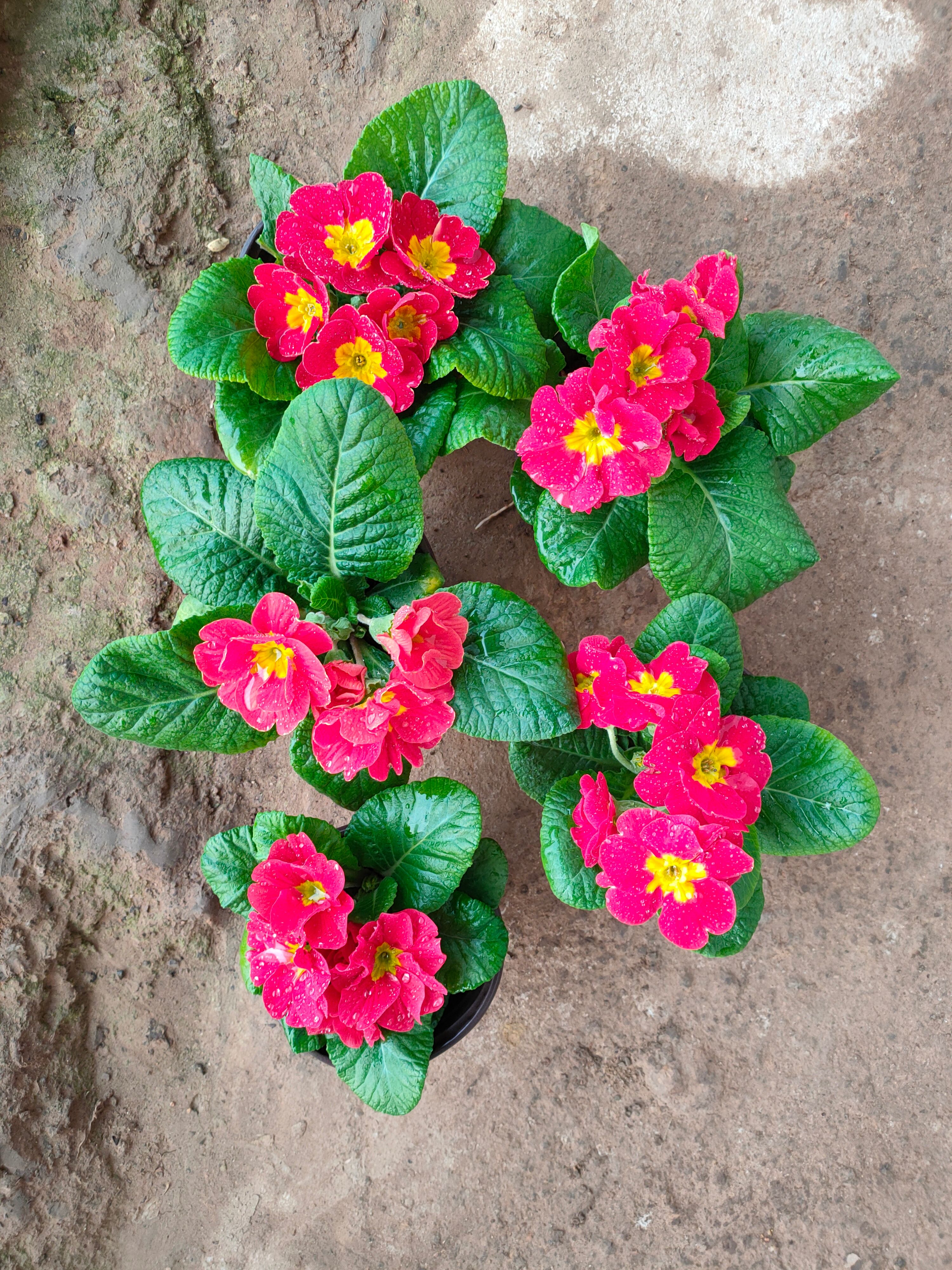 报春花，山东青州大量供应冬季抗冻草花 报春花