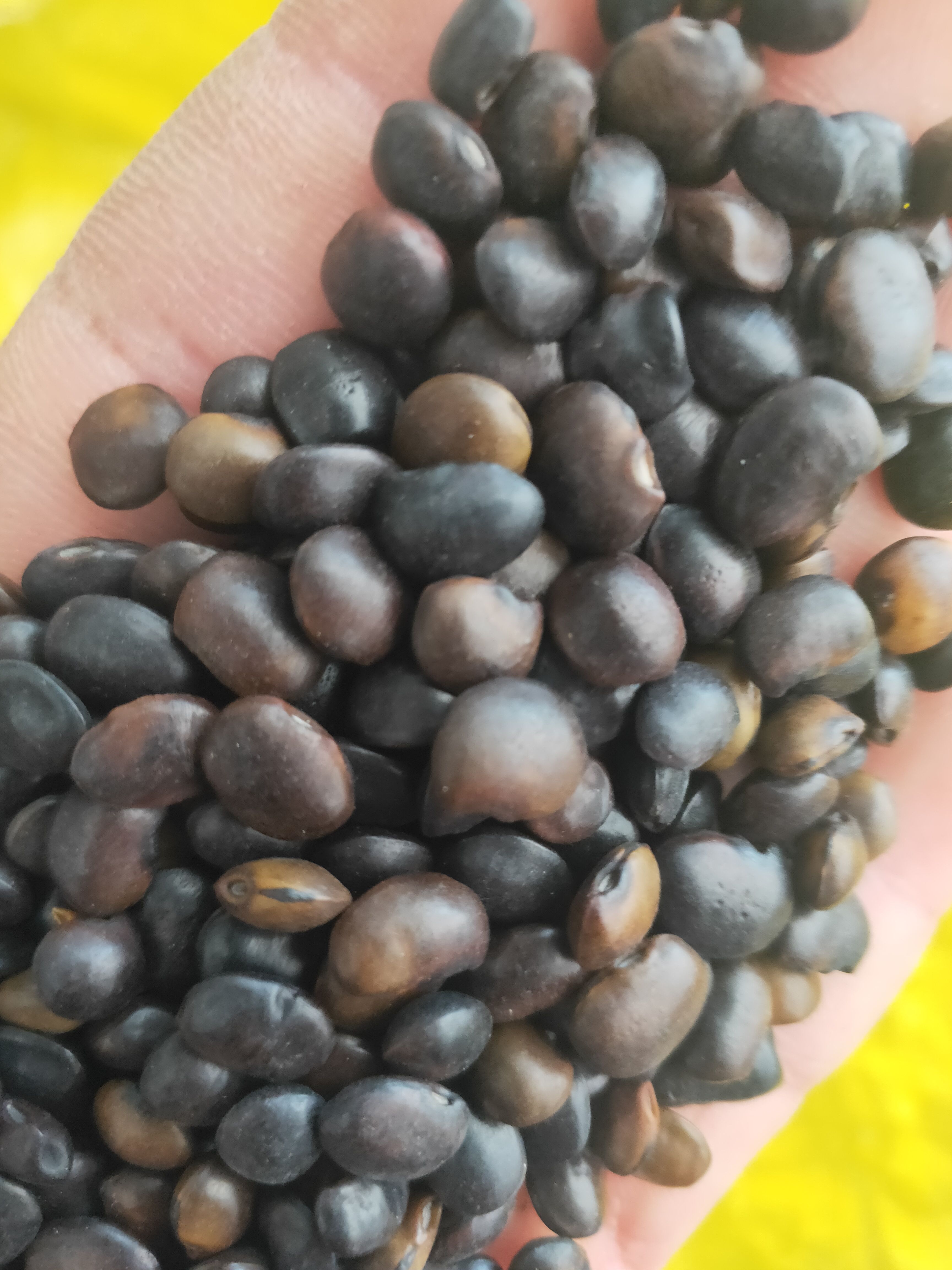 槐树种子 国槐籽，黑槐籽，