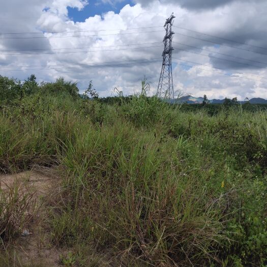 阳江灌木林地 山坡