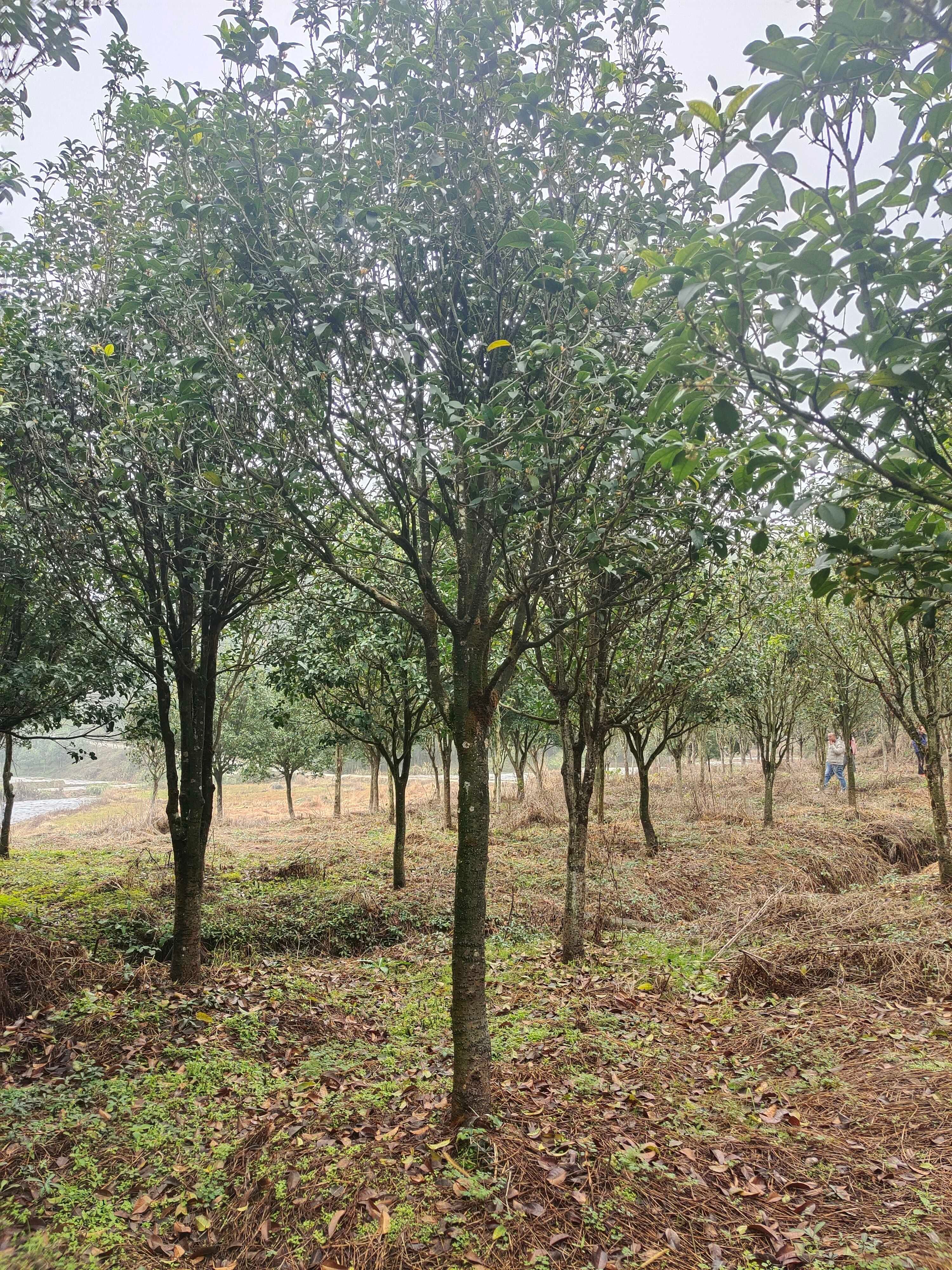 天香台阁桂花树四季桂开花浓香型，花量大花期长