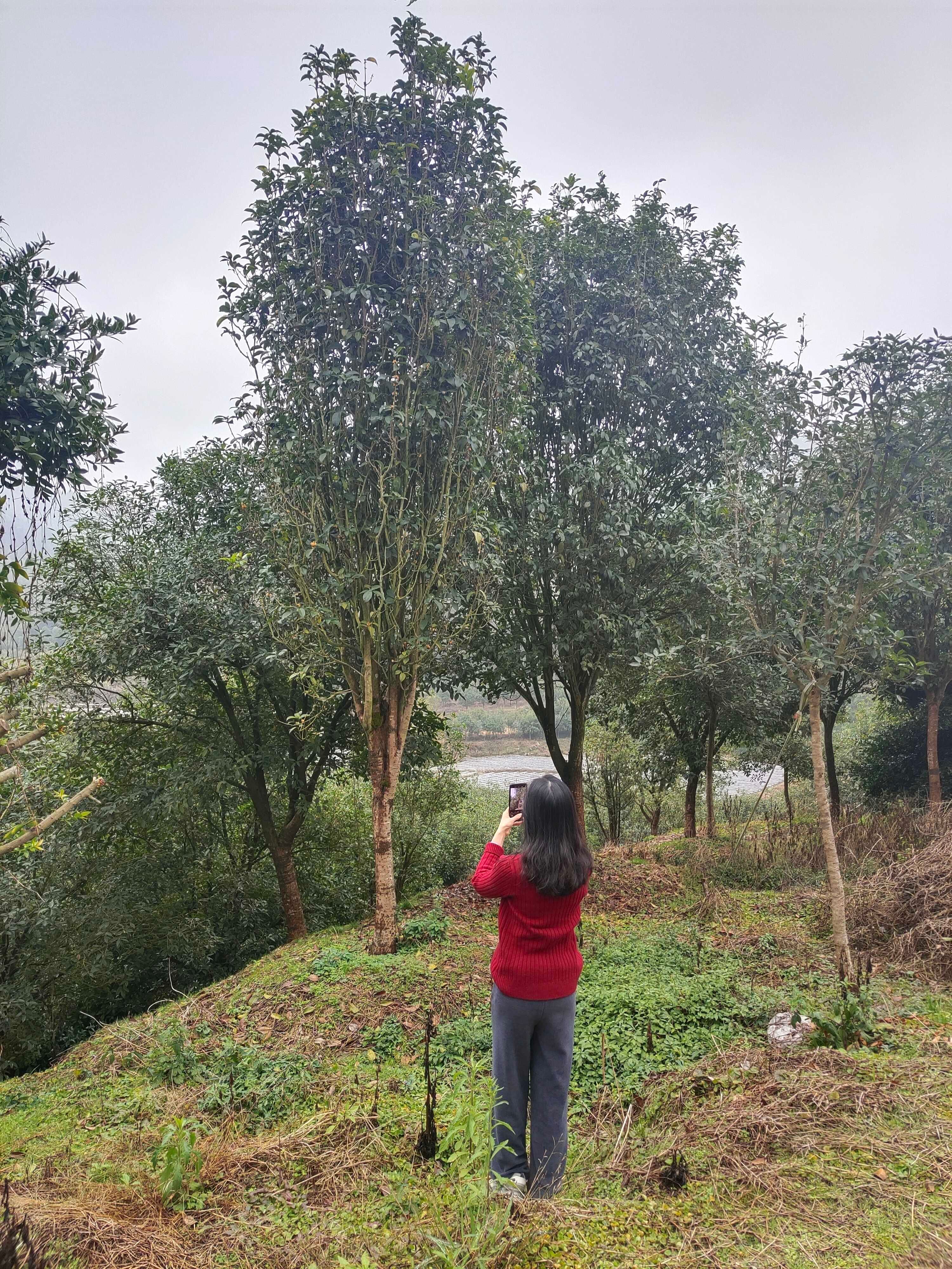 天香台阁桂花树四季桂开花浓香型，花量大花期长