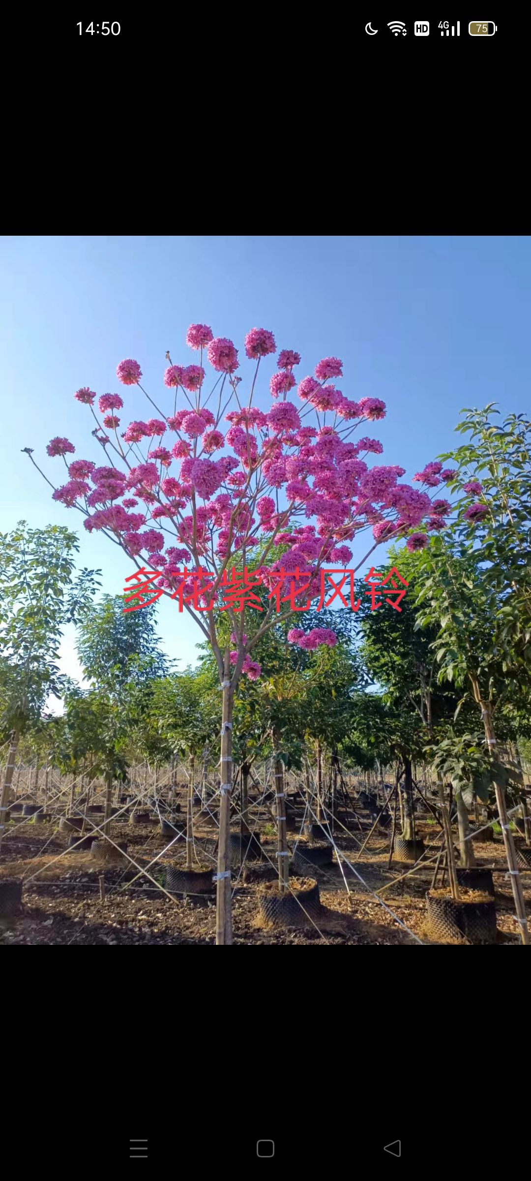 紫花风铃木 多花秀球紫花风铃嫁接苗