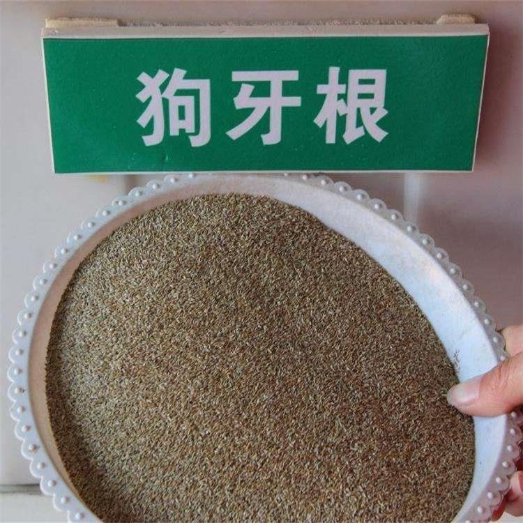 狗牙根种子 狗牙根草坪种子  四季青护坡草百慕大草种籽绿