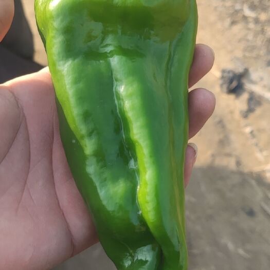 睢宁县薄皮椒 薄皮青椒