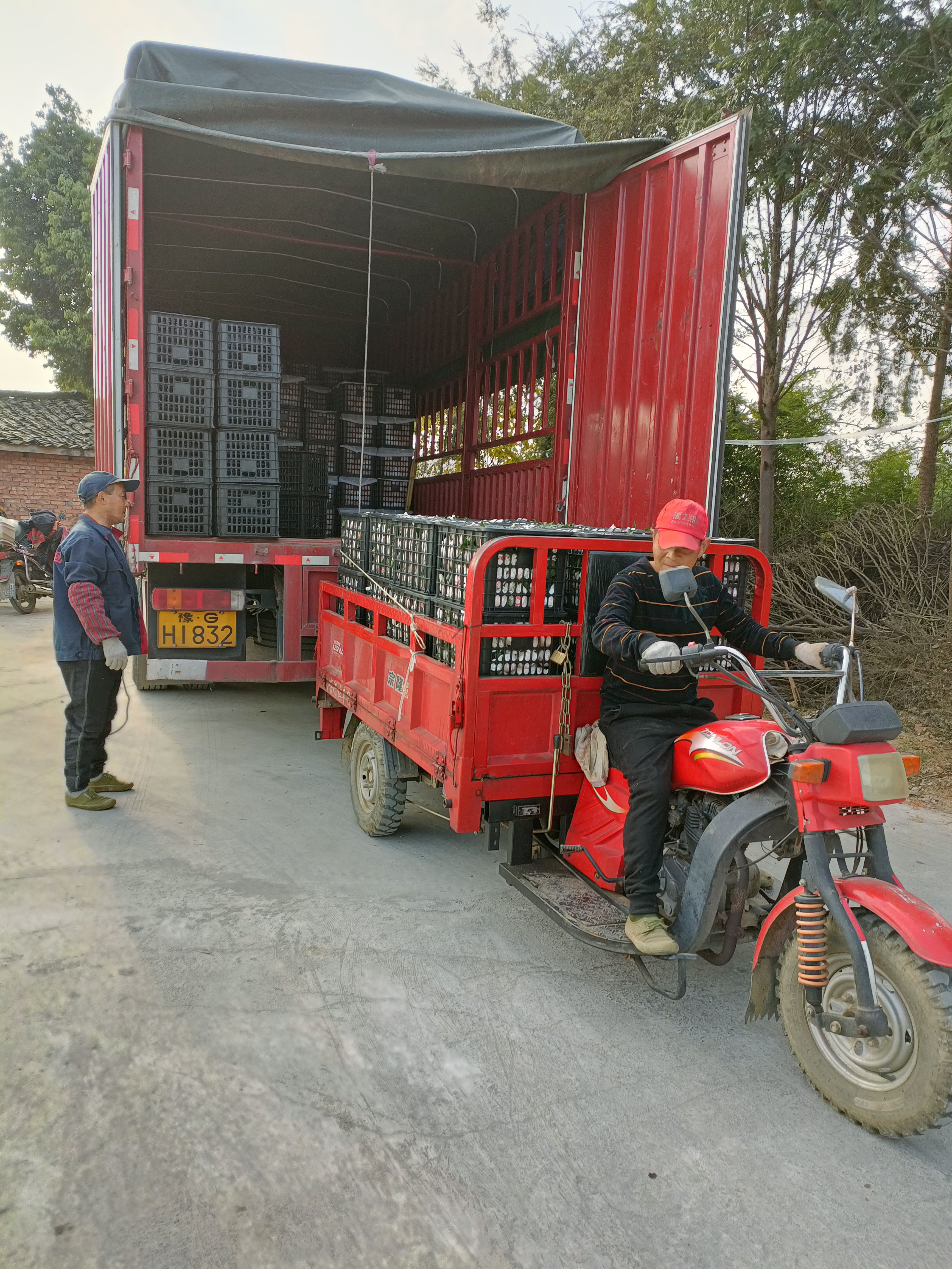 四川春见耙耙柑，原产地一手货源，实地采摘。代办一条龙服务