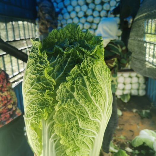 宁城县黄心大白菜 产地直供各品种白菜，无虫眼，菜质佳，颜色绿，色泽