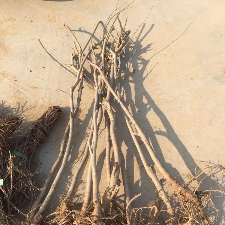 多花紫藤 紫藤花树苗爬藤植物庭院围墙四季开花盆栽花苗绿植花卉