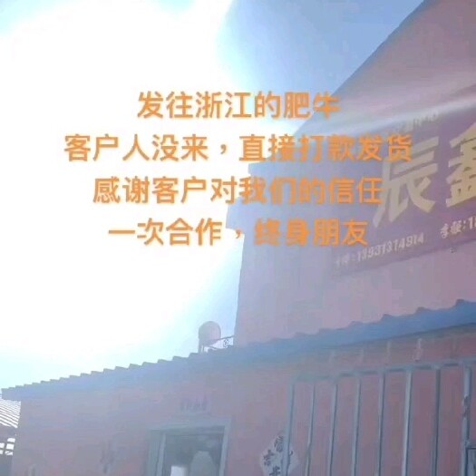 张北县西门塔尔牛 500-800斤 公牛 牛犊 6-7月龄 