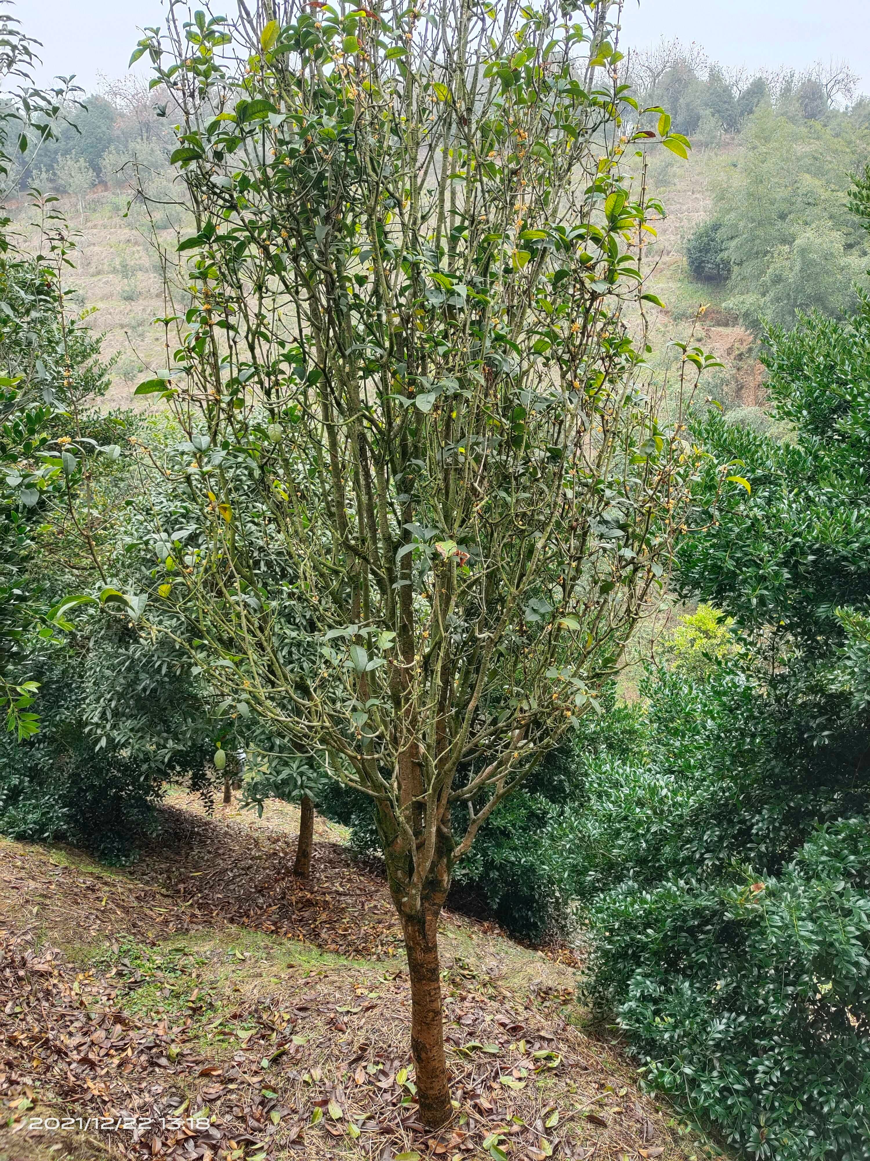 天香台阁桂花树四季桂开花浓香型，花量大花期长