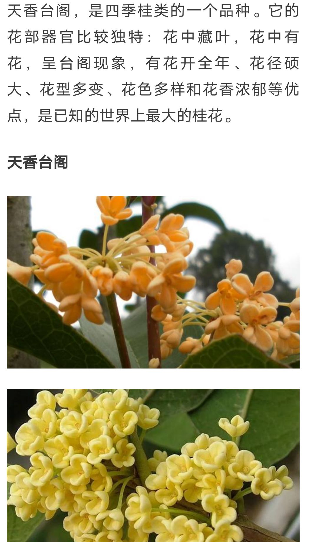 天香台阁桂花树四季桂开花浓香型，花量大花期长