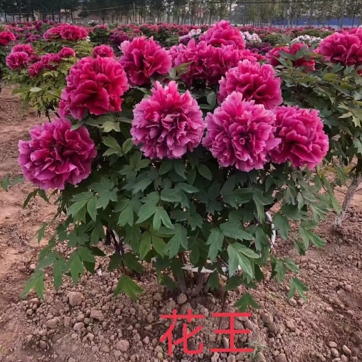 菏泽观赏牡丹